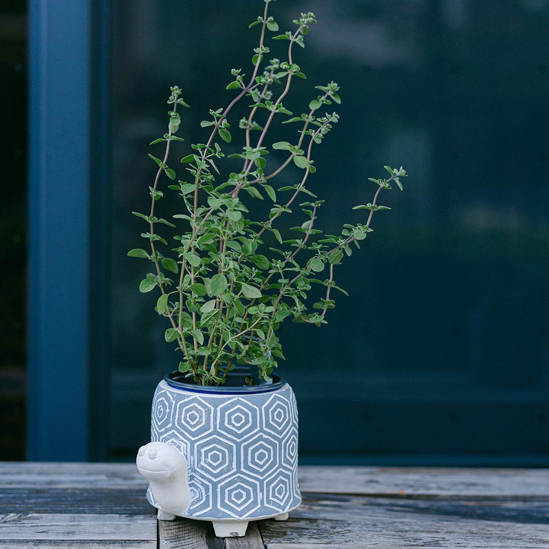 Cement Turtle Planter