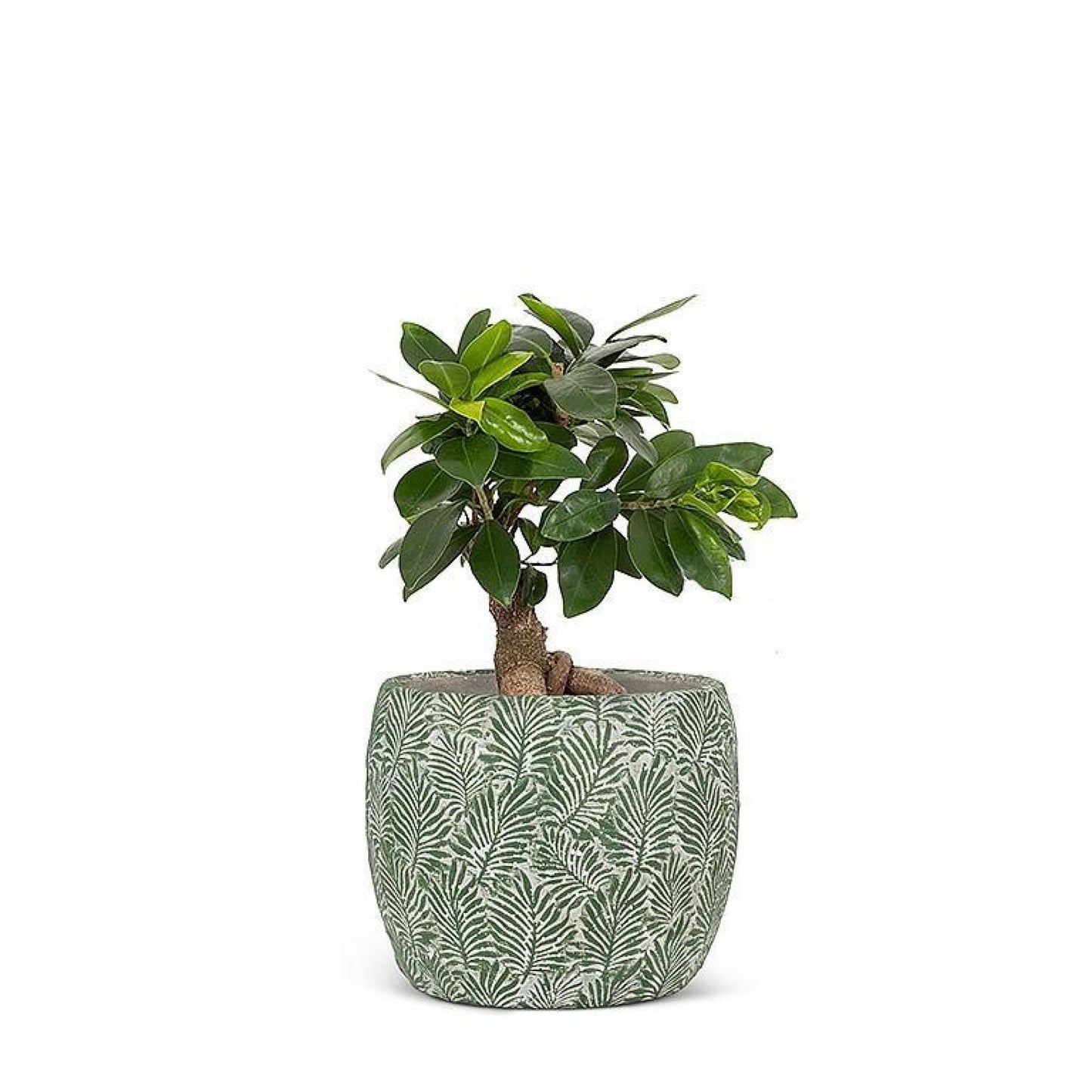 Set of 12 Leaf Planter