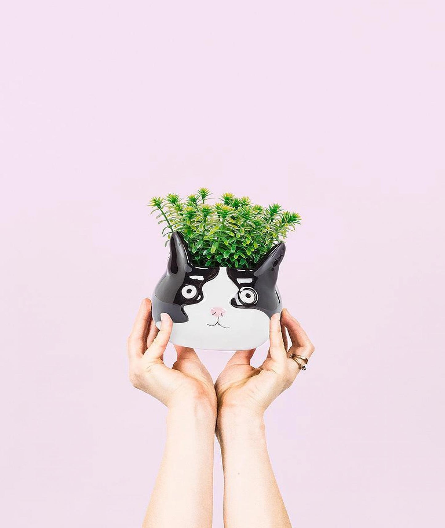 Set of 12 Cat Head Planter