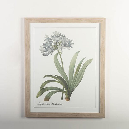 Framed Print Agapanthus Umbellatus Wall Decor