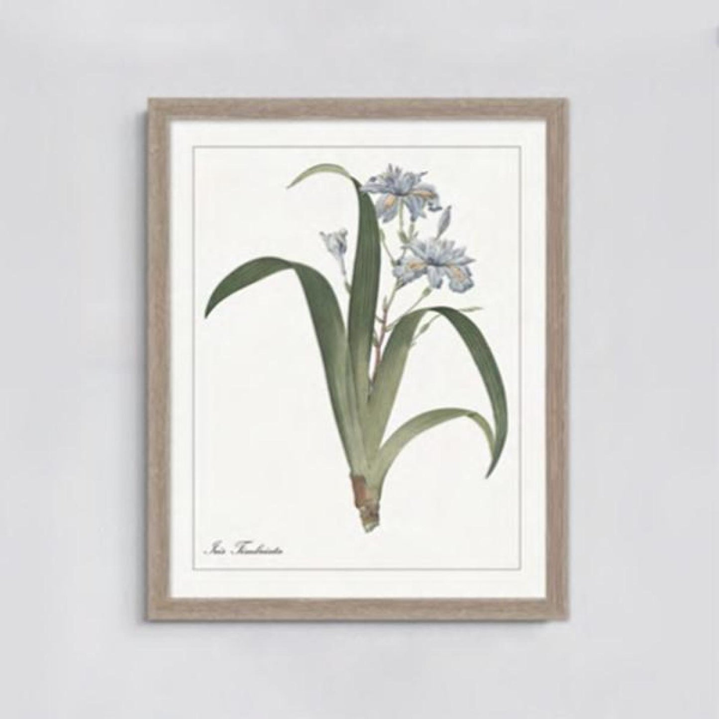 Framed Print Iris Timbriata Wall Decor