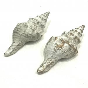 Set Of 2 Paper Mache Seashells Decoration